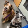 Photo of Bouton Veterinary Hospital