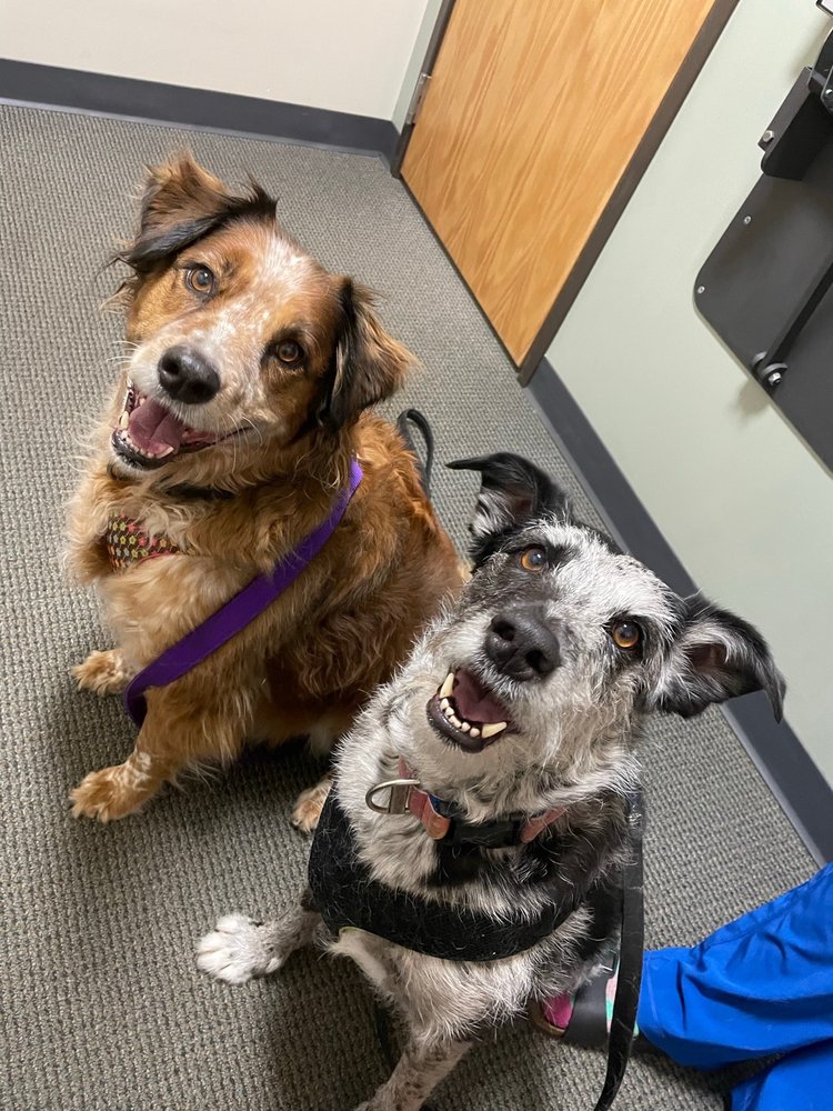 BOUTON VETERINARY HOSPITAL Updated September 2024 29 Photos & 38