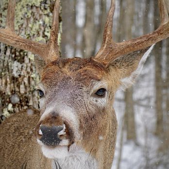 Peak Rut - Taxidermy Near Me - Smithville Flats, New York