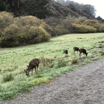San Pedro Valley Park - A herd of deer! So cute! - Parks Near Me - Pacifica, California