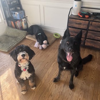 Controlled K9 - Pet Training Near Me