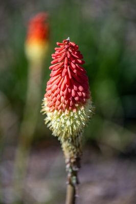 Santa Clara University by null