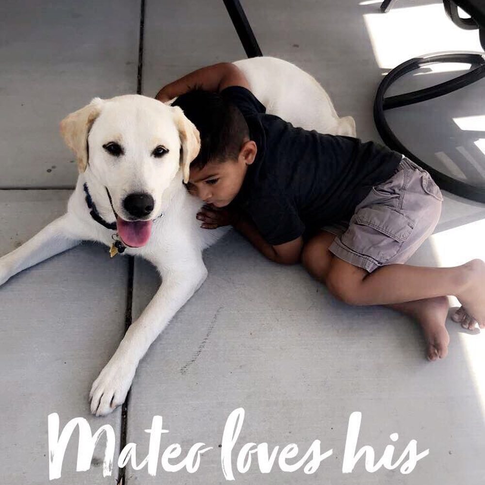 AAA Labs Labrador Puppies - Pet Breeders Near Me - Ontario, California