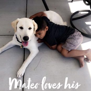 AAA Labs Labrador Puppies - Pet Breeders Near Me - Ontario, California