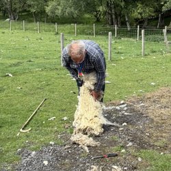Leault Working Sheep Dogs with Neil Ross