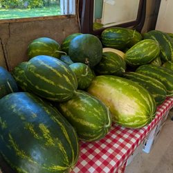 Seeded red watermelon