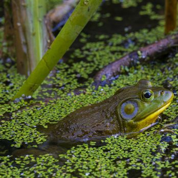 Schenley Park - Another bullfrog in amongst the cat tails and reeds. - Parks Near Me Schenley Park - Another bullfrog in amongst the cat tails and reeds. - Parks Near Me