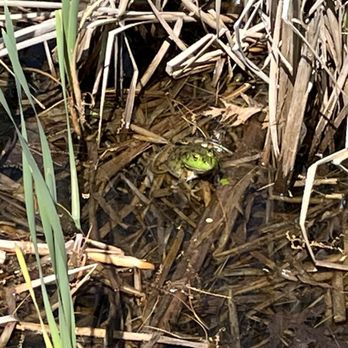 Ironwood Park - This frog was quite large, cool seeing it in the pond area - Parks Near Me - Tyngsborough, Massachusetts Ironwood Park - This frog was quite large, cool seeing it in the pond area - Parks Near Me - Tyngsborough, Massachusetts