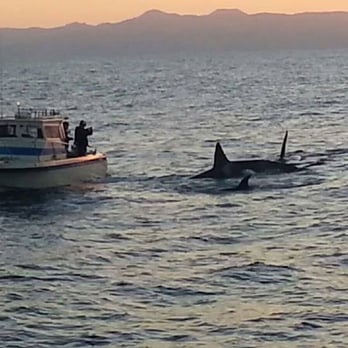 Harbor Breeze - December 21, 2013 ... One of the best days of my life!  FOUR Orcas ...playing with a boat LOL  I cried like a baby!! :-) - Boat Charters Near Me - Long Beach, California
