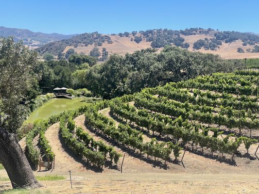 Rooted Vine Wine Tours by null