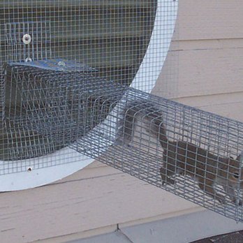 Aggieland Critter Control - Humane squirell one way trap. - Wildlife Control Near Me Aggieland Critter Control - Humane squirell one way trap. - Wildlife Control Near Me