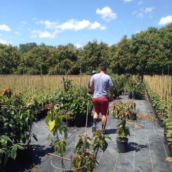 Pine Island Nursery - Picking the avocado trees! - Nurseries & Gardening Near Me - Miami, Florida Pine Island Nursery - Picking the avocado trees! - Nurseries & Gardening Near Me - Miami, Florida