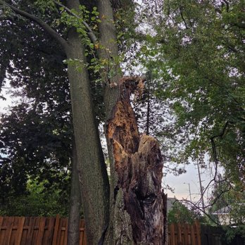 Roques Tree Service - Dead and broken tree - Tree Services Near Me - Commerce Township, Michigan Roques Tree Service - Dead and broken tree - Tree Services Near Me - Commerce Township, Michigan