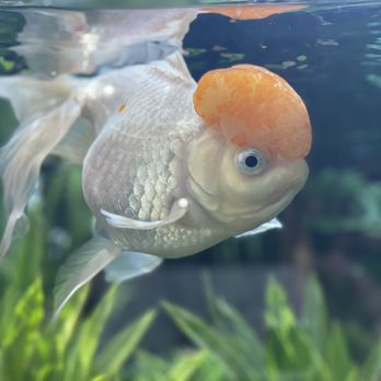 Fish Gallery - Aquarium Services Near Me - Addison, Texas Fish Gallery - Aquarium Services Near Me - Addison, Texas