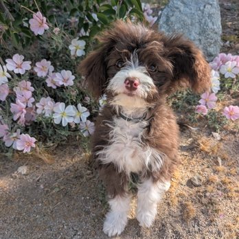 Fun Paw Care - Pet Training Near Me - Los Angeles, California Fun Paw Care - Pet Training Near Me - Los Angeles, California