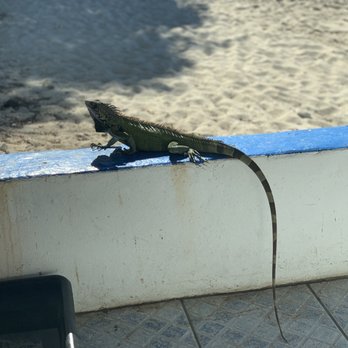 Beach Side Cafe - Iguana that came for a visit - Cafes Near Me - Frederiksted, Virgin Islands