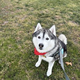 Fresh from the groomers. My handsome boy loves going to see the girls at Beauty Box for Paws. They are amazing. Fresh from the groomers. My handsome boy loves going to see the girls at Beauty Box for Paws. They are amazing.