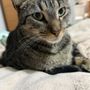 Photo of Capital Cat Sitters