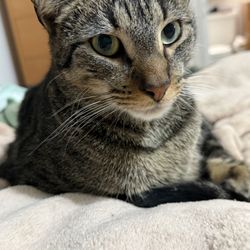 Capital Cat Sitters