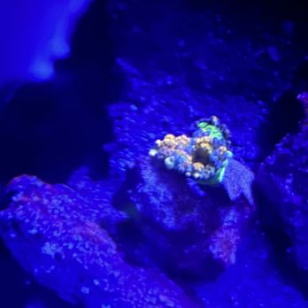 Coralust Reef Solutions - Local Fish Stores Near Me - Phoenixville, Pennsylvania