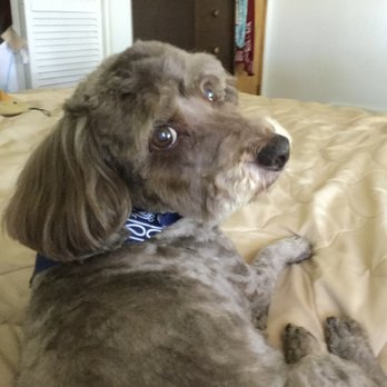 VIP Pet Spaw - Pet Groomers Near Me VIP Pet Spaw - Pet Groomers Near Me