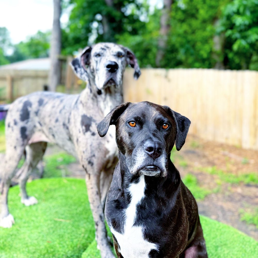 Hardy Heart Hideaway - pet boarding facility in North Charleston, SC