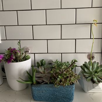 SUCCS FOR YOU LA - Succulents from Succs for you LA - Florists Near Me