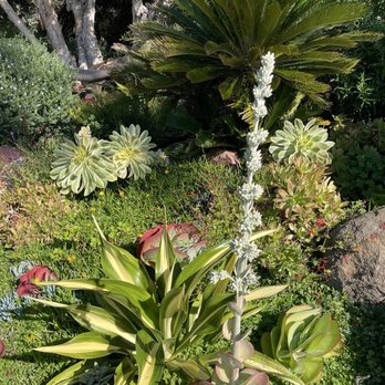 Self Realization Fellowship Hermitage & Meditation Gardens - Garden - Meditation Centers Near Me - Encinitas, California Self Realization Fellowship Hermitage & Meditation Gardens - Garden - Meditation Centers Near Me - Encinitas, California