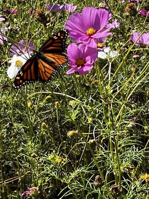 Gibbs Gardens by null