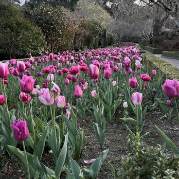 Filoli - tulips in the spring - Botanical Gardens Near Me - Woodside, California
