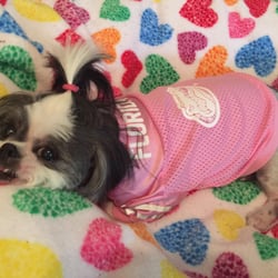 Hall Richard DVM - Dr Hall and staff at Southwest Florida Veternarian Services ROCK. Bella Rose gets the best care!