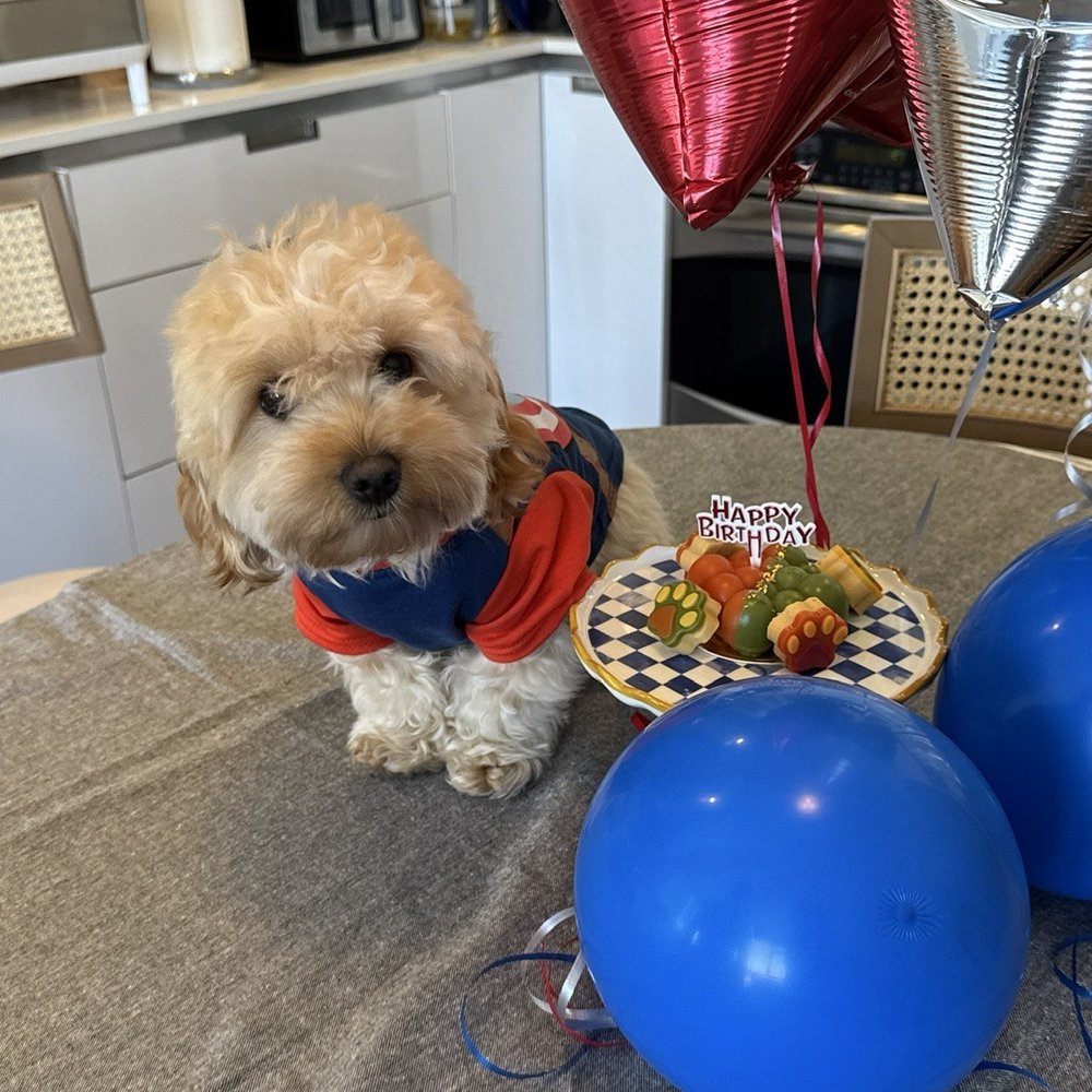 Mishka - Mi pequeño Milo con su cake de cumpleaños - Pet Stores Near Me - San Francisco, California Mishka - Mi pequeño Milo con su cake de cumpleaños - Pet Stores Near Me - San Francisco, California