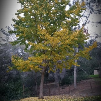 Presidio Park - I really like this tree - Parks Near Me - San Diego, California