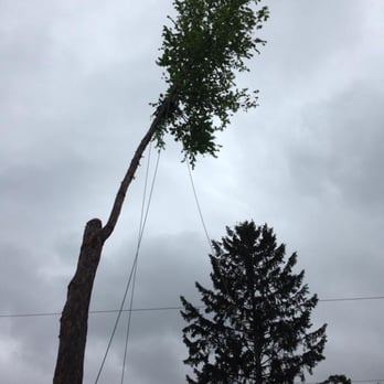 Xtreme Tree Inc - Tree Services Near Me - De Soto, Iowa Xtreme Tree Inc - Tree Services Near Me - De Soto, Iowa