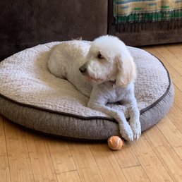 Addie, our doodle, after her trim Addie, our doodle, after her trim