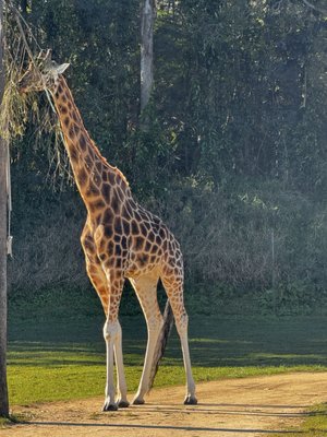 Australia Zoo by null