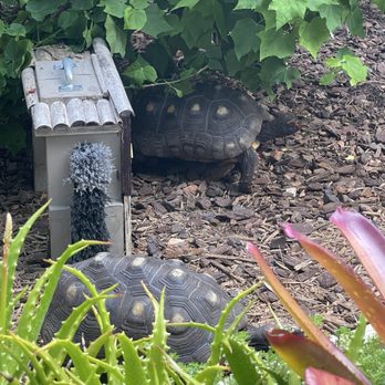 Sunken Gardens - Tortoises - Nurseries & Gardening Near Me - Saint Petersburg, Florida Sunken Gardens - Tortoises - Nurseries & Gardening Near Me - Saint Petersburg, Florida