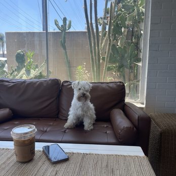 Ecuamex - My fave is the honey latte. Cute puppy not Included lol - Coffee & Tea Near Me - Downey, California Ecuamex - My fave is the honey latte. Cute puppy not Included lol - Coffee & Tea Near Me - Downey, California