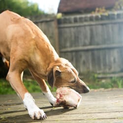 Moe's Meats & Bones - Moe enjoying the fruits of his labor - a recreational bone.
