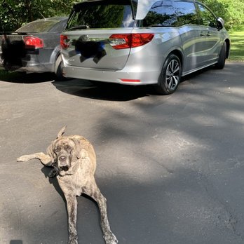 Superior Honda - Pup is ready for a ride! - Car Dealers Near Me - Cincinnati, Ohio