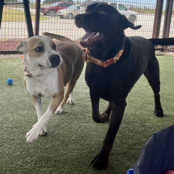 PlayStayTion Pet Resort & Training - Meeting new friends - Pet Groomers Near Me - Sadler, Texas
