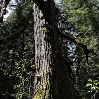 Franklin Falls Trailhead - Hiking Near Me - North Bend, Washington