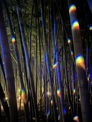 San Diego Botanic Garden by null