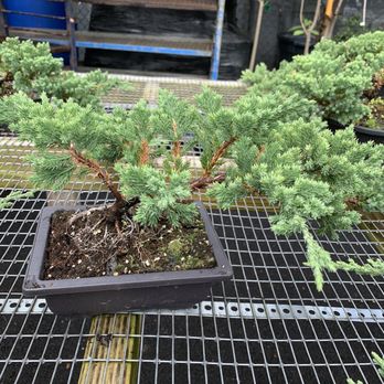 Koolau Farmers - Bonsai Tree - Home & Garden Near Me - Kaneohe, Hawaii Koolau Farmers - Bonsai Tree - Home & Garden Near Me - Kaneohe, Hawaii