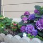 Photo of JCSP Gardening Services