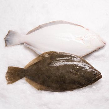 Pierless Fish Corporation - Seafood Markets Near Me - Brooklyn, New York