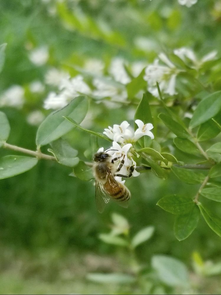 Char's Apiary - beekeeping in Chardon Township, OH