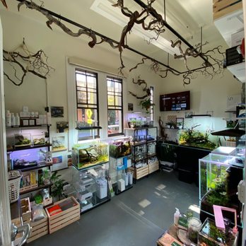 Hakkai - Aquascape Design Gallery - Awesome decor with the ceiling tree branches - Art Galleries Near Me - San Diego, California Hakkai - Aquascape Design Gallery - Awesome decor with the ceiling tree branches - Art Galleries Near Me - San Diego, California