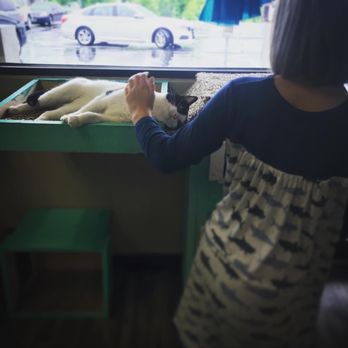 Mochas And Meows - Nutmeg loved the window view. - Pet Adoption Near Me - Branson, Missouri