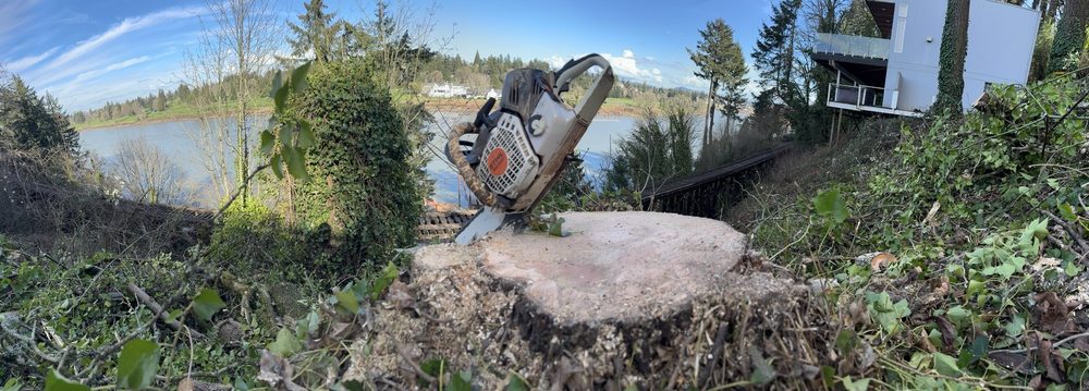 Colt Tree Service - tree service in Portland, OR